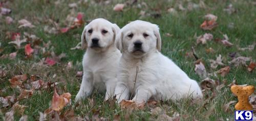 Puppies in Chicago