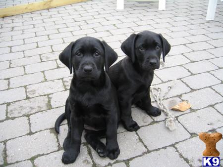 Labrador Retriever Puppies in IL