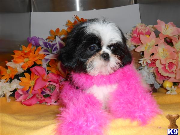 Shih Tzu Puppies