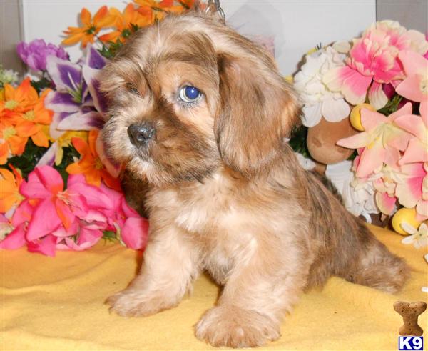 Puppies in Chicago
