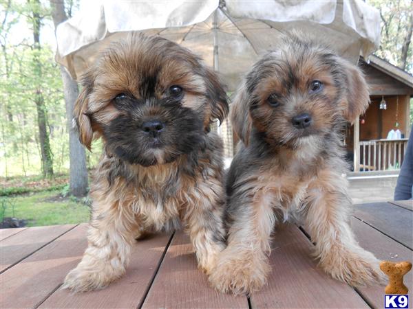 Shih Tzu Puppies