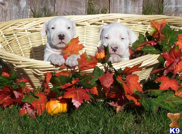 dogo argentino breeders canada. Champion bred Dogo Argentino