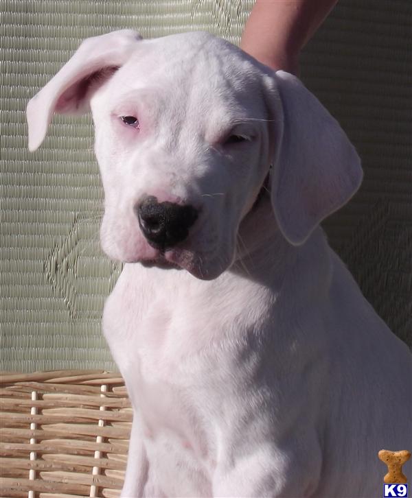 dogo argentino breeders canada. Champion bred Dogo Argentino