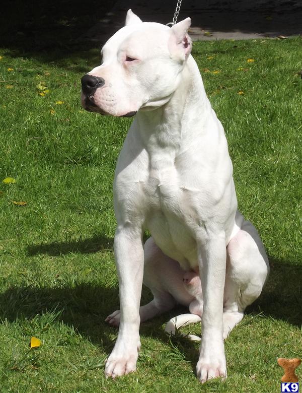 Debonairdogos_dogo-argentino-b201247132034.jpg