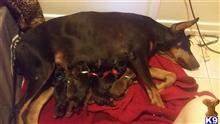 doberman pinscher puppy posted by 000556166