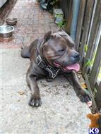 Droopy available American Pit Bull puppy located in Newark