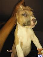 american pit bull puppy posted by 006Kennels