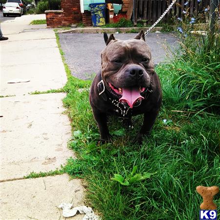 a american pit bull dog sitting in the grass