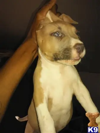 American Pit Bull