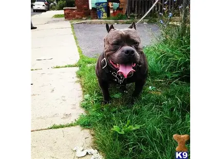 a american pit bull dog sitting in the grass