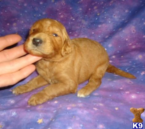 goldendoodles puppy posted by 100Poodles
