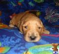 goldendoodles puppy posted by 100Poodles