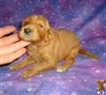 goldendoodles puppy posted by 100Poodles