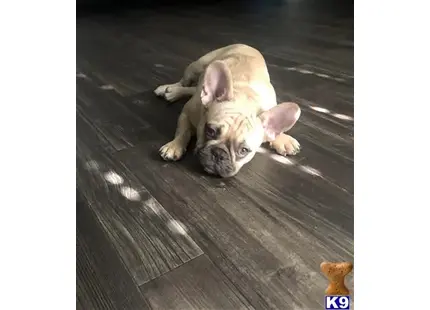 a french bulldog dog lying on a wood floor