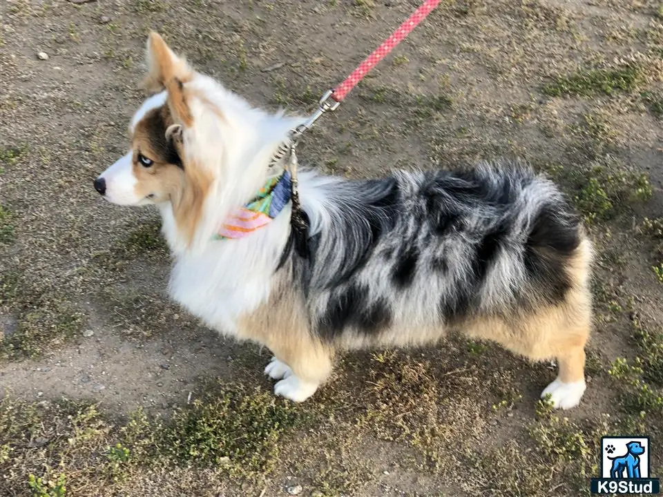 Pembroke Welsh Corgi