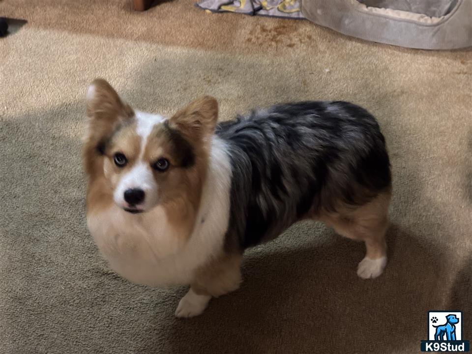 a pembroke welsh corgi dog standing on carpet