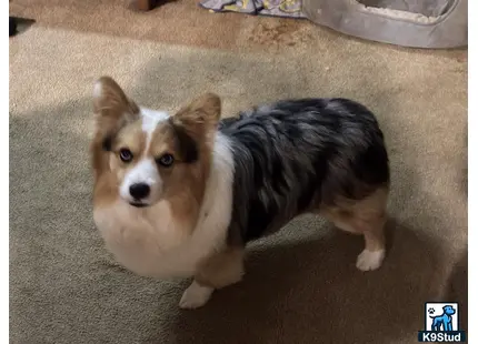 a pembroke welsh corgi dog standing on carpet