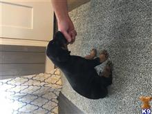 Doberman Pinscher
