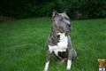 American Pit Bull