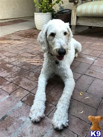 Labradoodle female dog