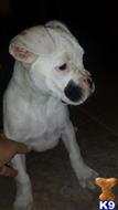 Boxer