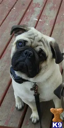 Pug stud dog