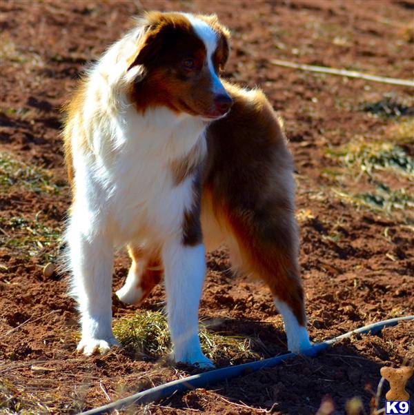 Miniature Australian Shepherd dog