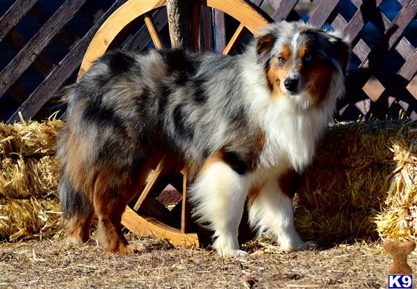 Miniature Australian Shepherd dog