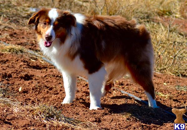 Miniature Australian Shepherd dog