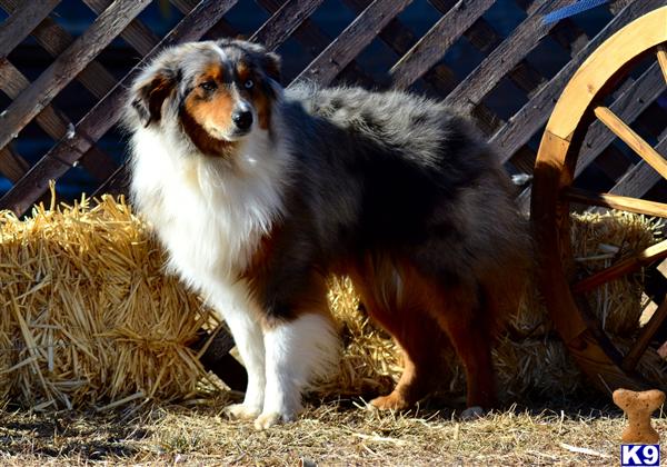 Miniature Australian Shepherd dog