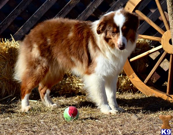 Miniature Australian Shepherd dog