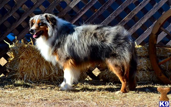 Miniature Australian Shepherd dog