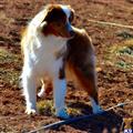 Miniature Australian Shepherd