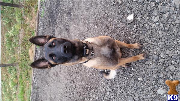 Belgian Malinois dog