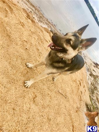 a german shepherd dog lying on the ground