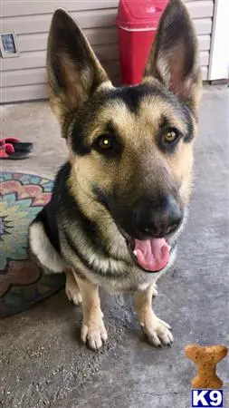 German Shepherd stud dog