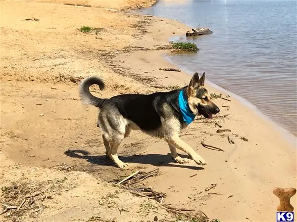 German Shepherd stud dog