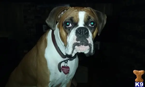 Boxer female dog