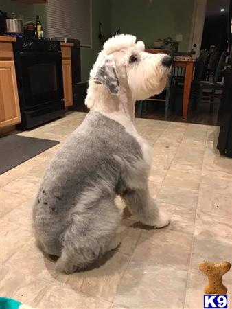 Old English Sheepdog