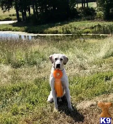 Labrador Retriever stud dog