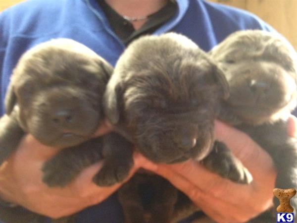 labrador retriever puppy posted by 1val