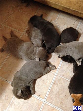 labrador retriever puppy posted by 1val