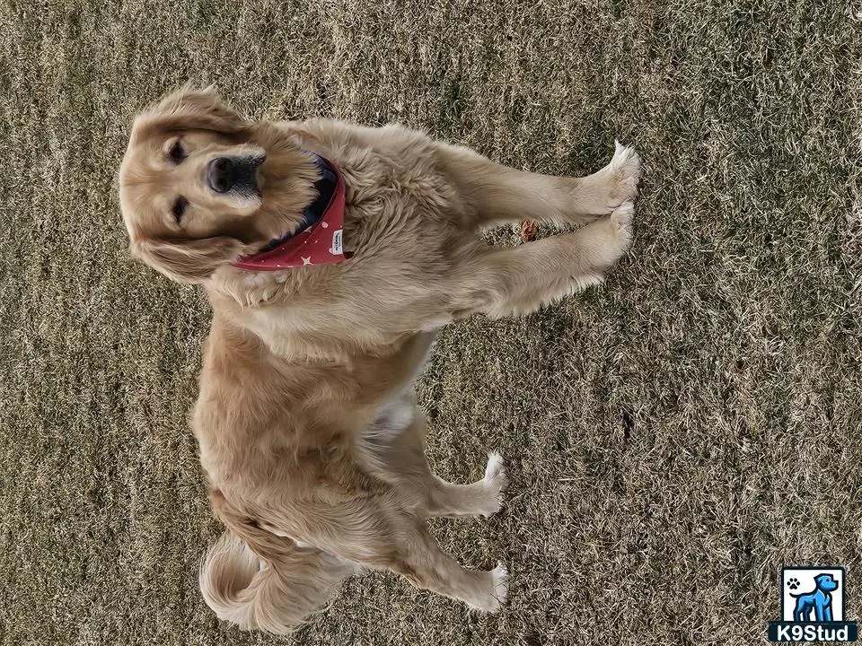 Golden Retriever stud dog