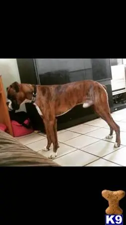 Boxer stud dog