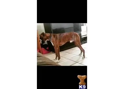 Boxer