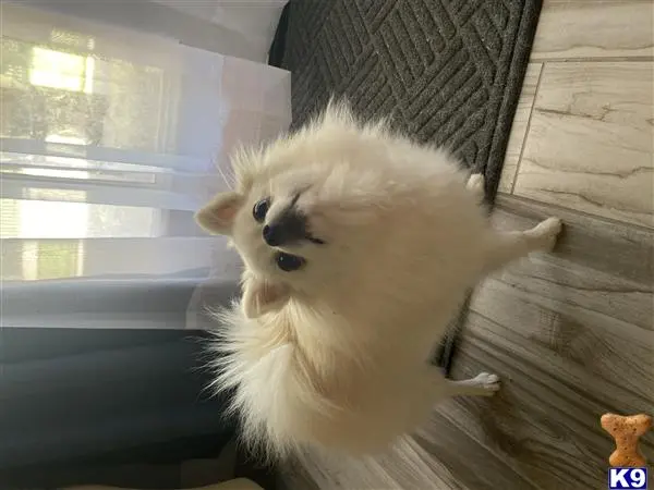 Pomeranian female dog