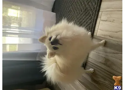 Pomeranian