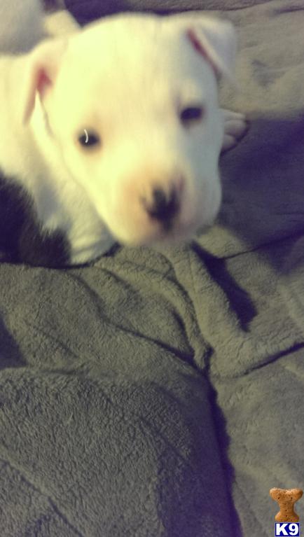 american pit bull puppy posted by 2222marie