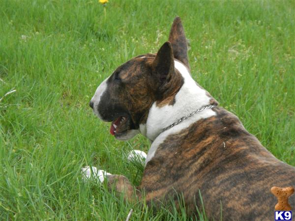 Bull Terrier dog