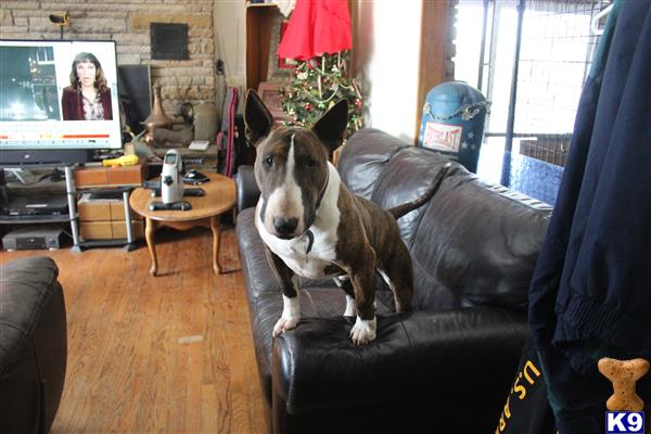 Bull Terrier dog